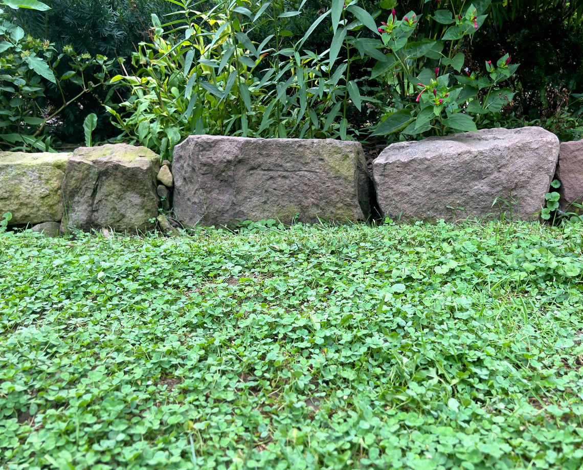 A bright green clover lawn planted near a stone retaining wall.