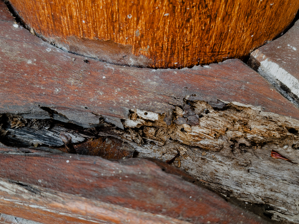 A piece of wood floor panel that has been eaten by termites.