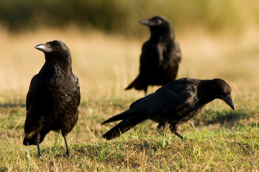11 Ways to Attract Crows to Your Backyard