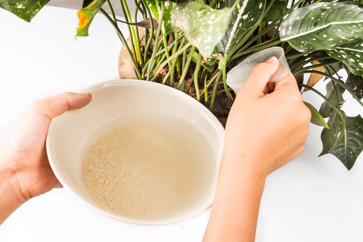 Using rice water to water plants