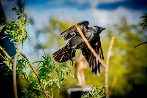 The crow is taking off.