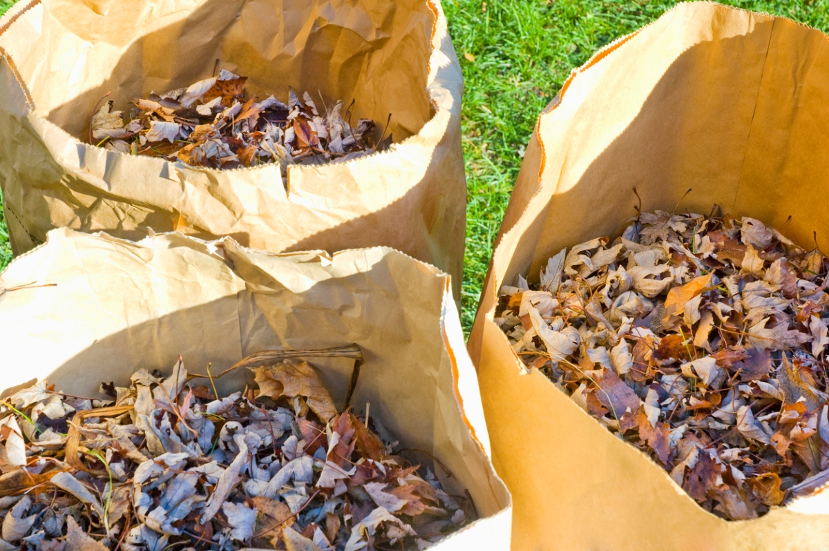 Raked leaves in bags