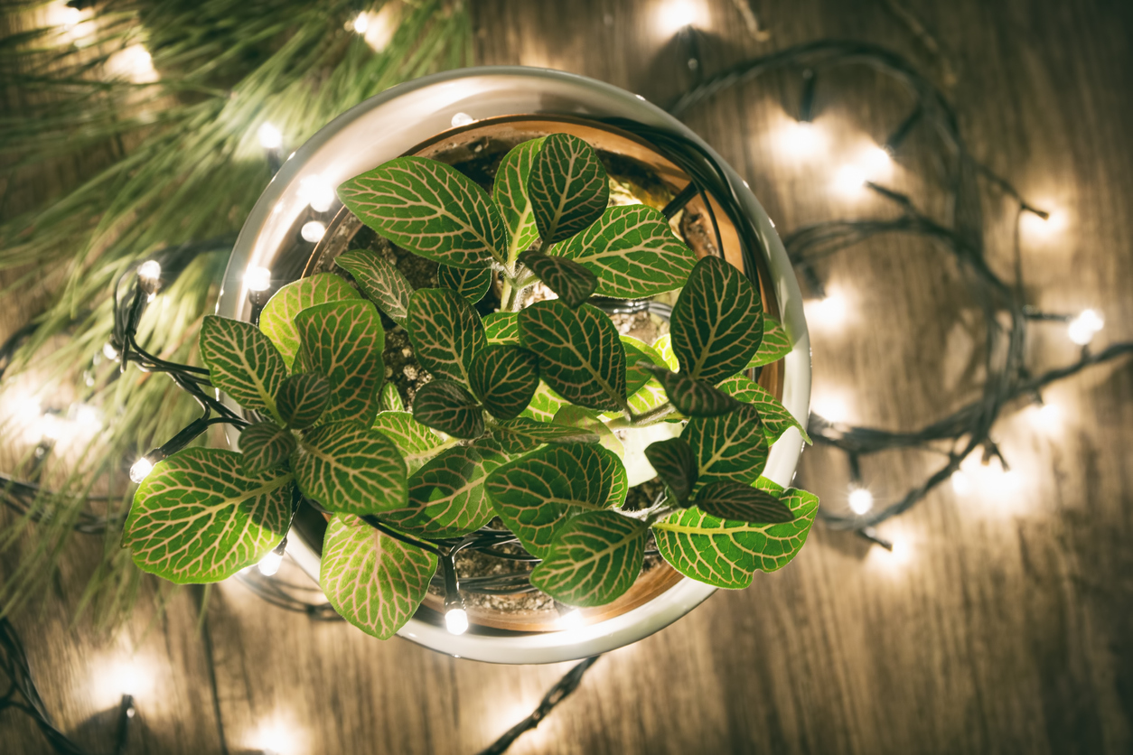 A-houseplant-is-surrounded-by-twinkle-string-lights.