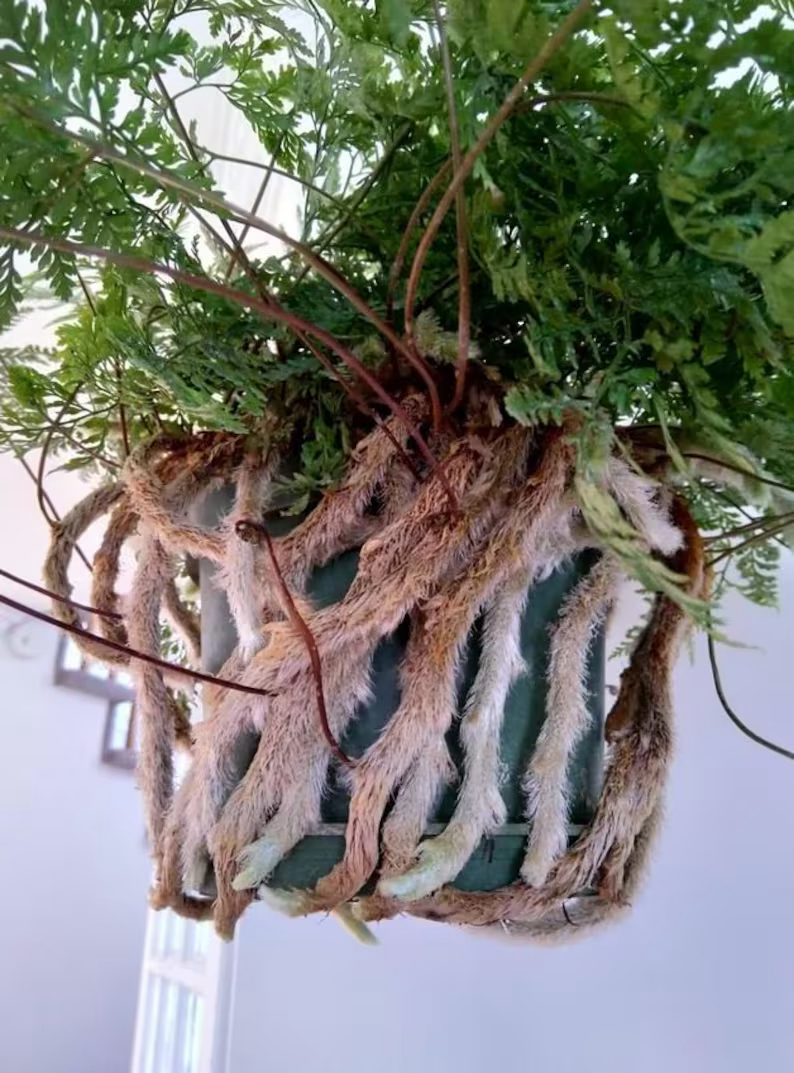 rabbits foot fern houseplant hanging in a room