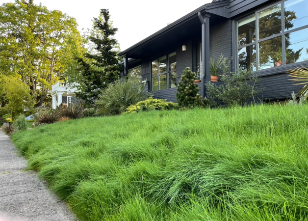 How to Kill Grass—and Why You Might Want To