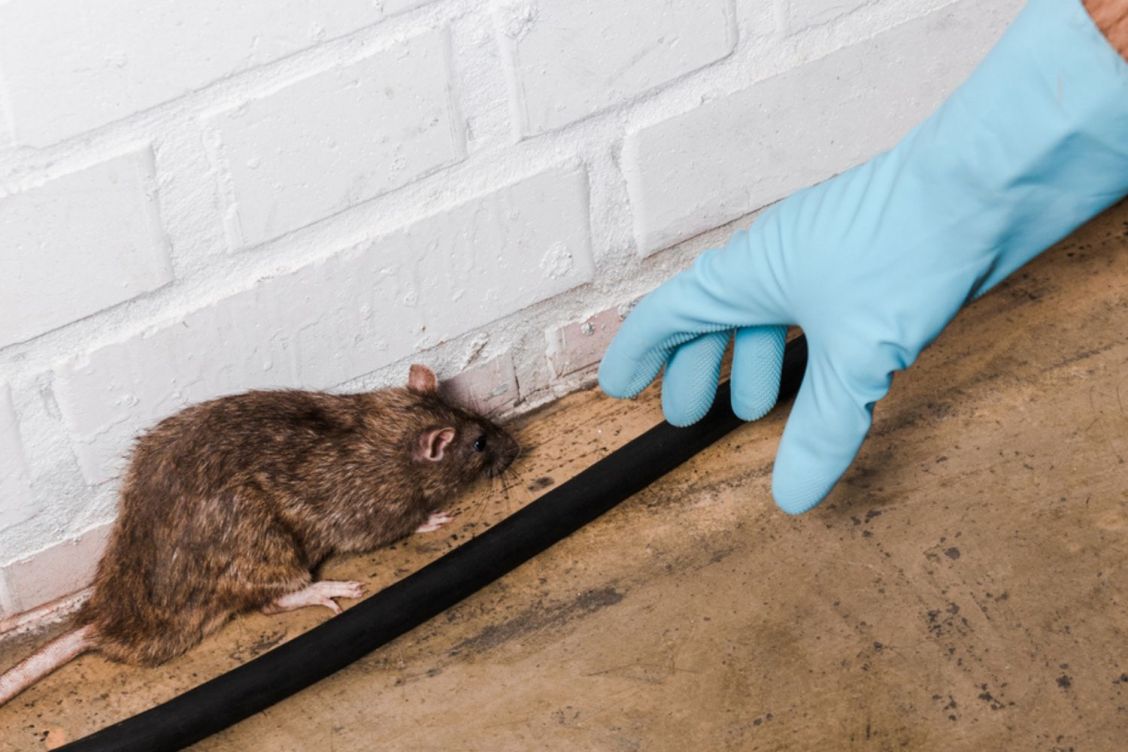 How Much Does a Rat Exterminator Cost? (2023) Bob Vila