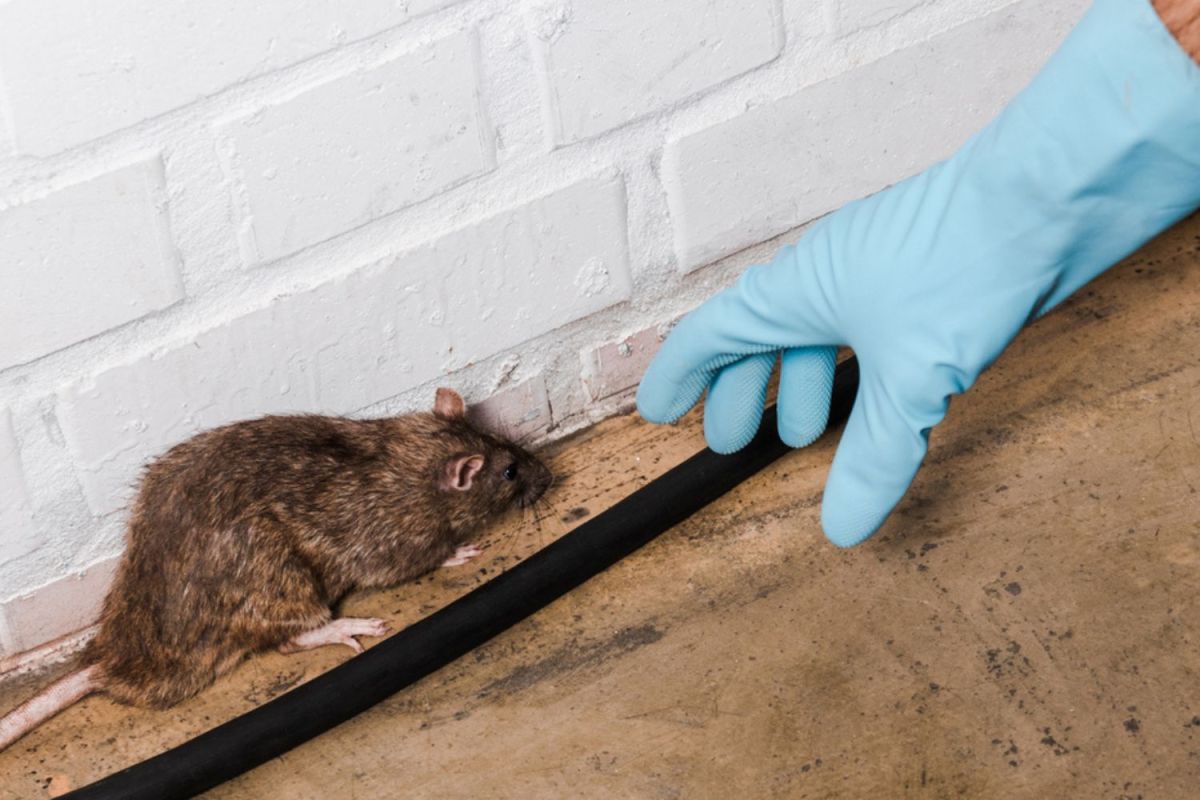 How Much Does a Rat Exterminator Cost? (2023) Bob Vila