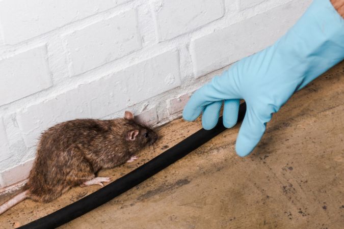 How Much Does a Rat Exterminator Cost?