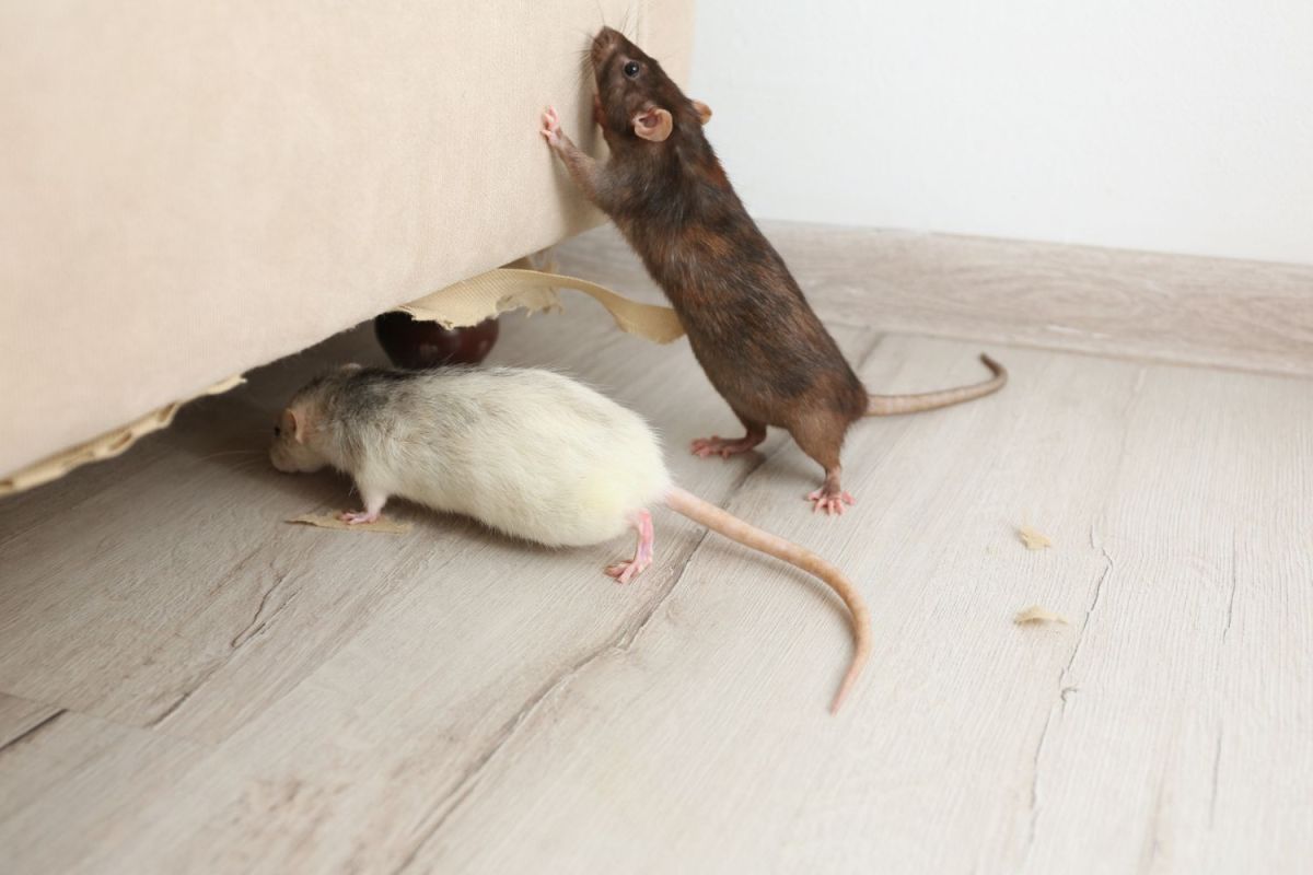 How Much Does a Rat Exterminator Cost? (2023) Bob Vila