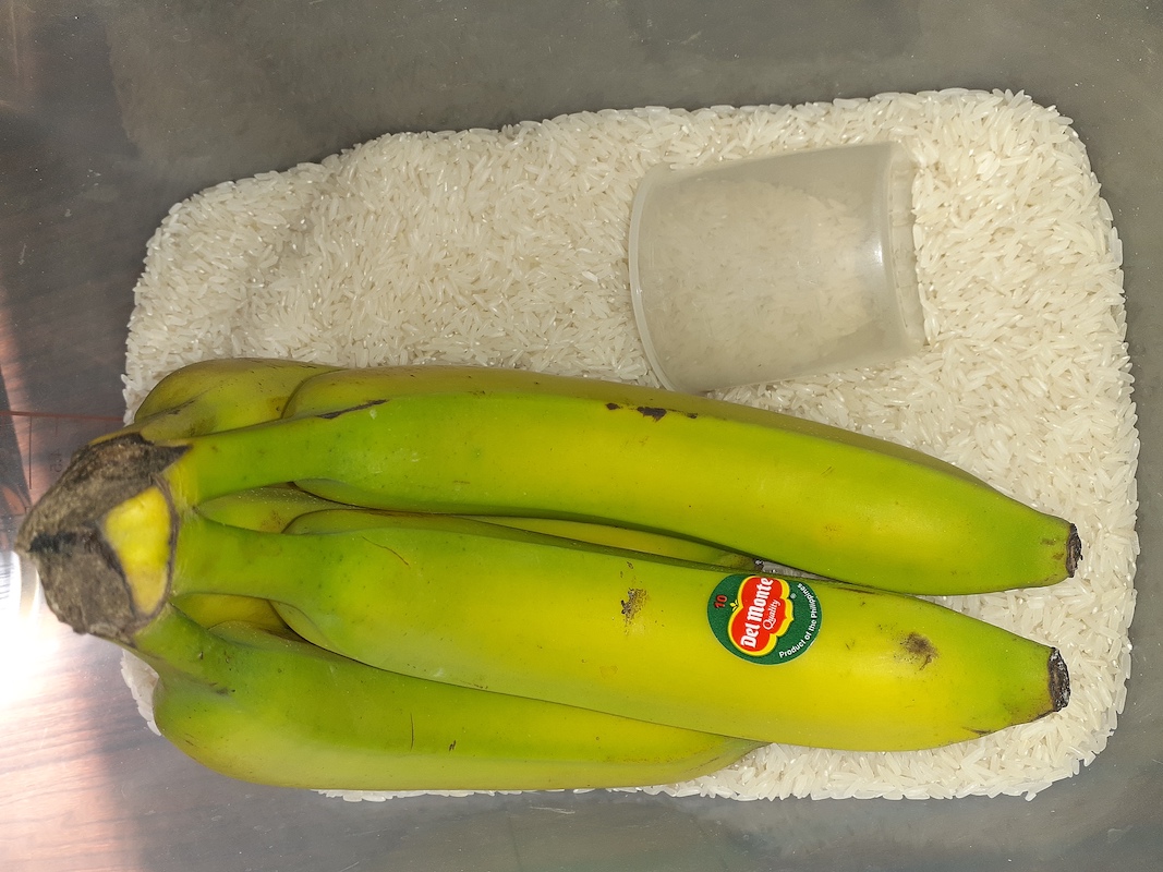 bunch of bananas ripening in rice