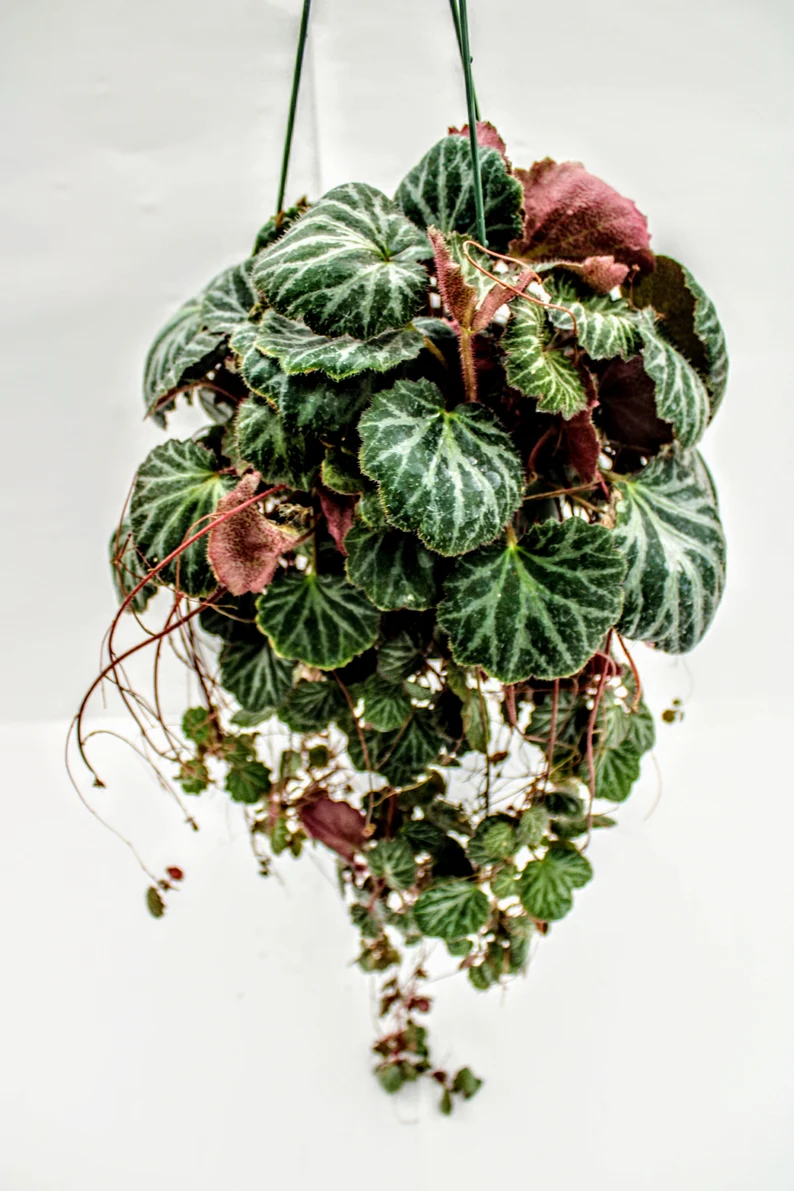 strawberry begonia houseplant hanging from the ceiling inside a room