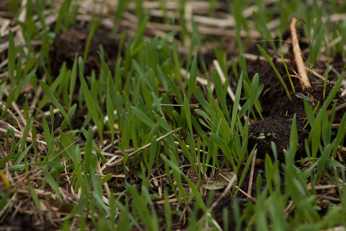 19 Fall Gardening Practices That Will Protect and Enrich Your Soil in Winter
