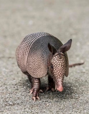 The Armadillo Is Breaching States It Has Never Been Seen in Before ...