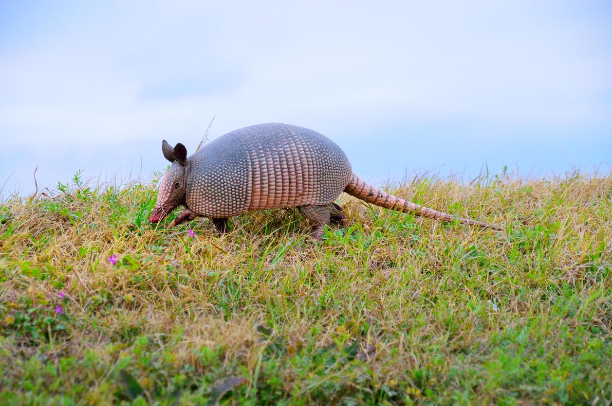 Armadillos / Climate change