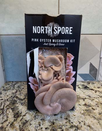 The North Spore mushroom kit on a kitchen counter with a fully grown mushroom in front of it.