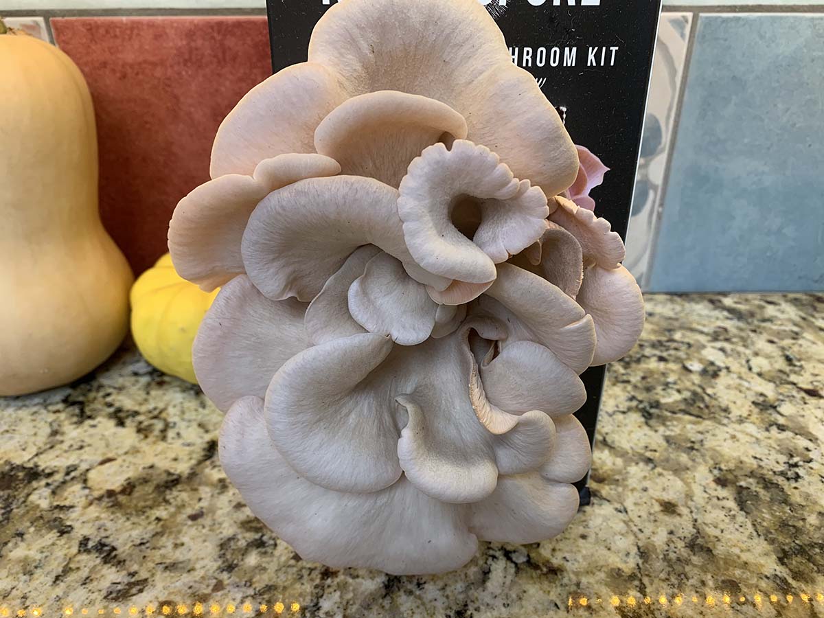 The North Spore mushroom kit on a kitchen counter with a fully grown mushroom in front of it.