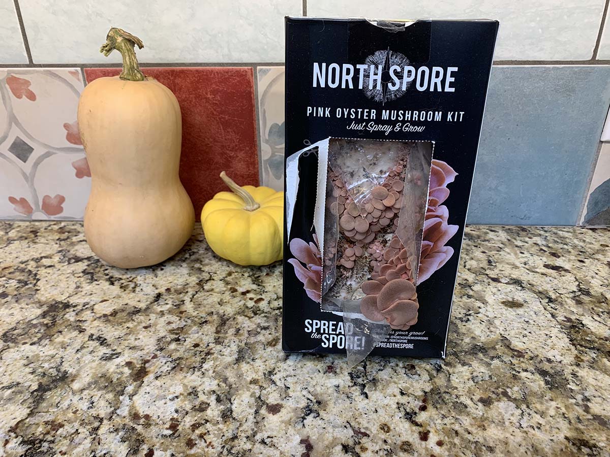 The package of the North Spore Mushroom Kit on a kitchen counter.