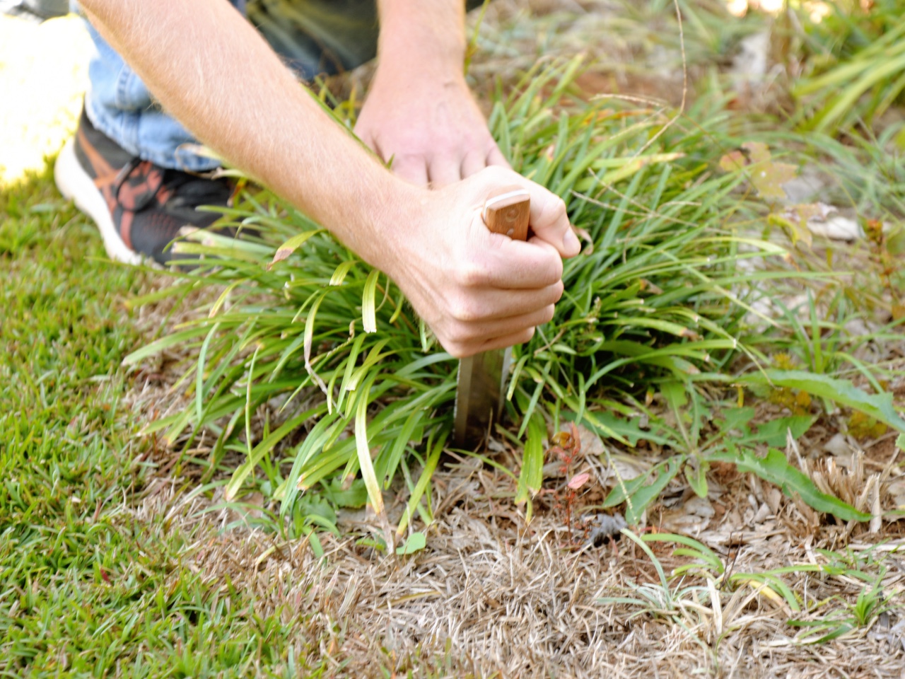A person using the Truly Garden hori hori knife to dig a plant up from a yard.