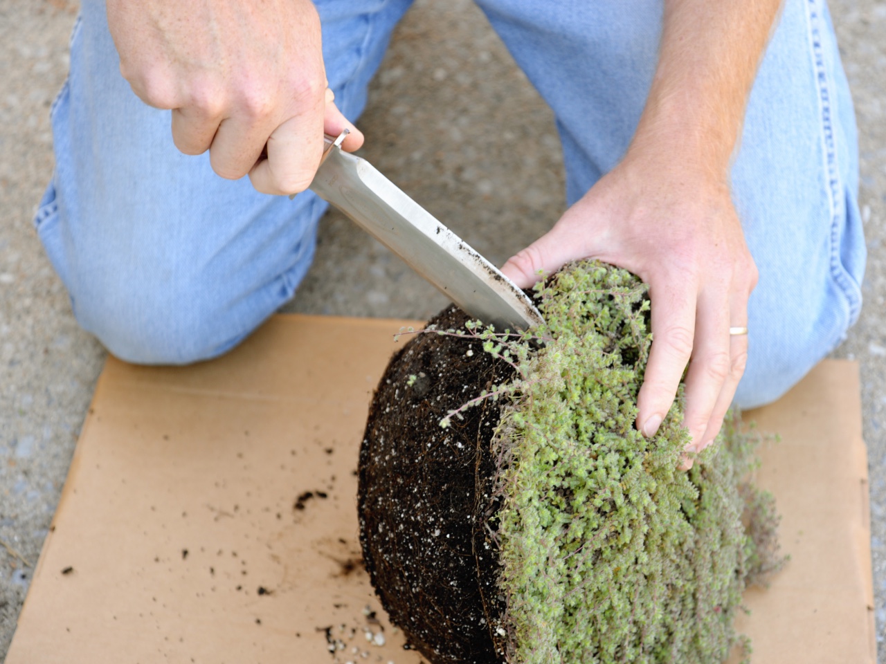 A person cutting the root ball of a plant using the Truly Gardnen hori hori knife.