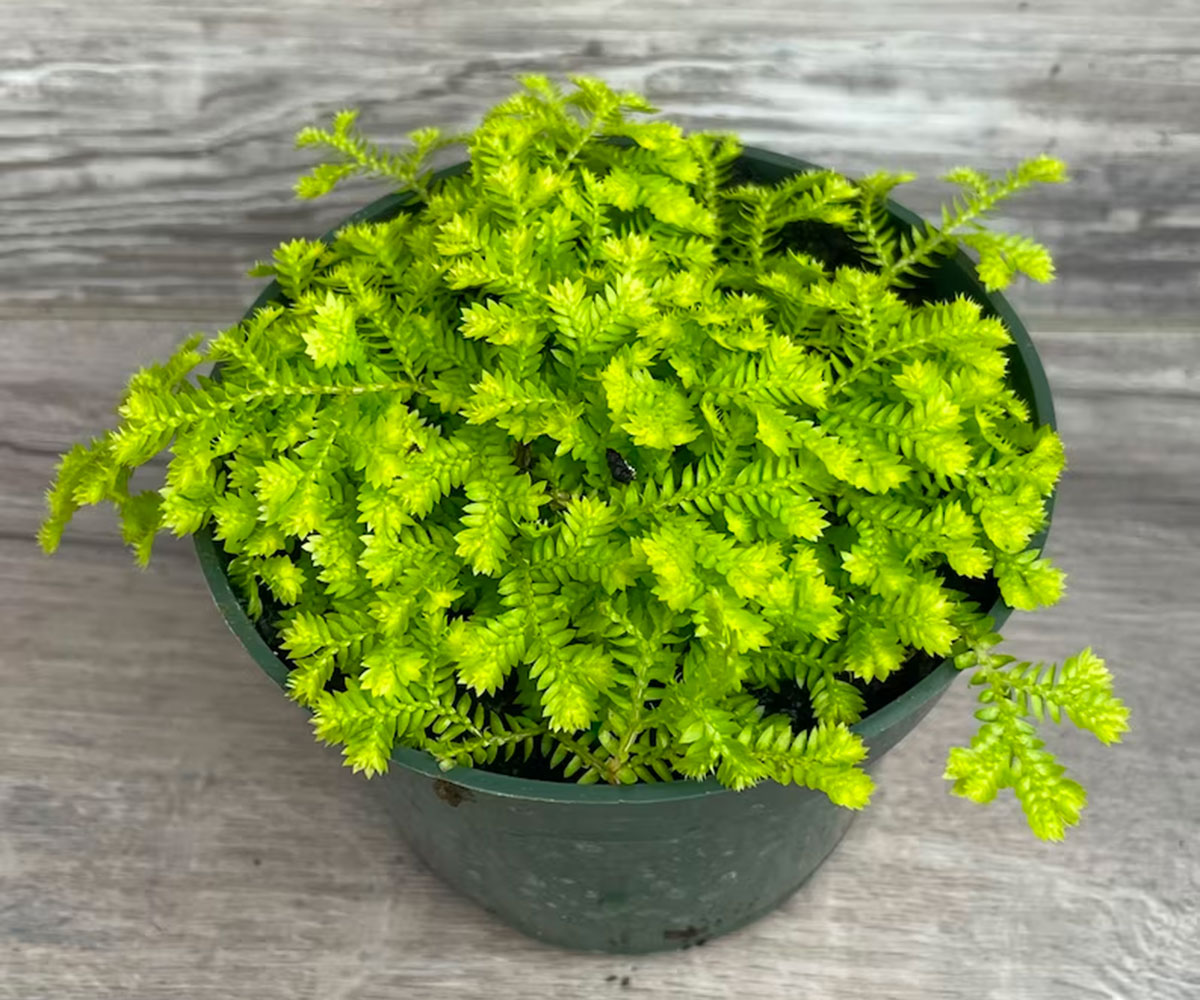 A potted club moss plant for terrariums on a table.