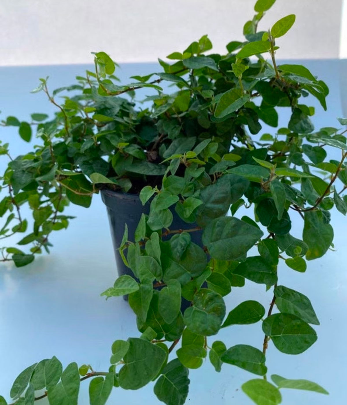 A potted creeping fig plant for terrariums on a counter.