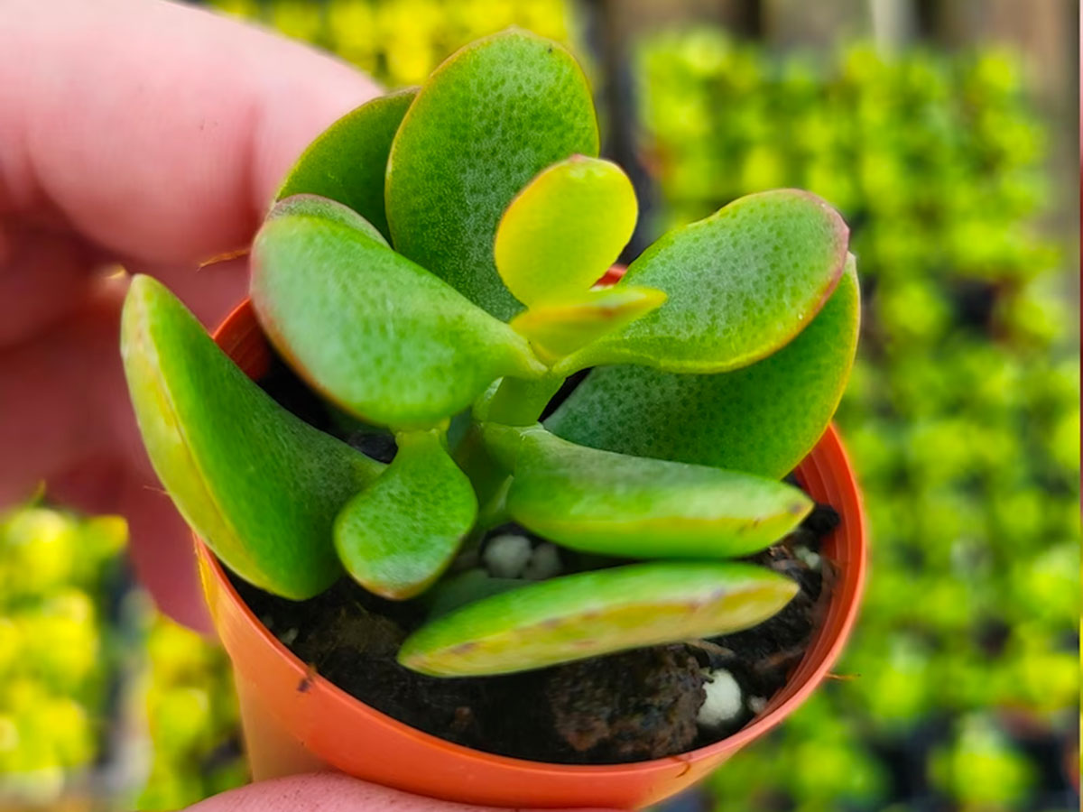 A person holding a potted dwarf jade plant for terrariums.