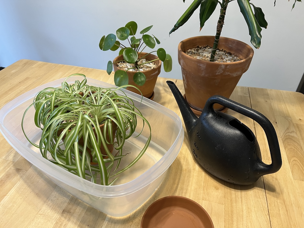 Three houseplants with a bottom watering bucket and watering can in a home kitchen.