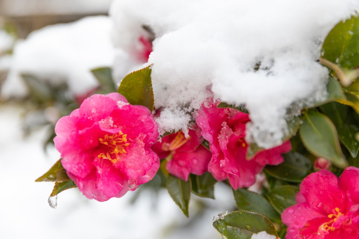 Camellia bush with pink flowers covered with snow.