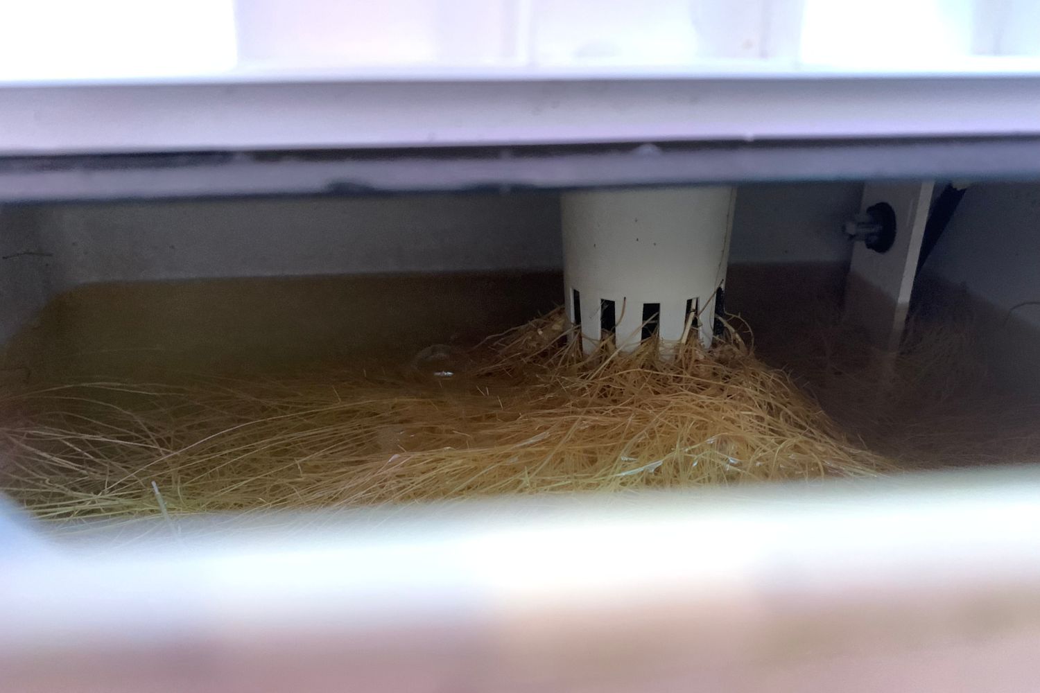 The water tank of the HeyAbby hydroponic grow box filled with long plant roots.