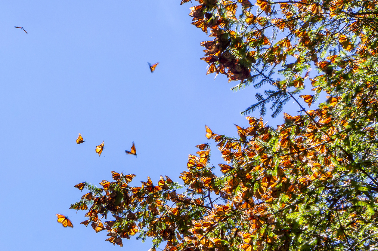 Monarch Butterflies on tree branch with blue sky in background at the Monarch Butterfly Biosphere Reserve in Michoacan, Mexico, a World Heritage Site.
