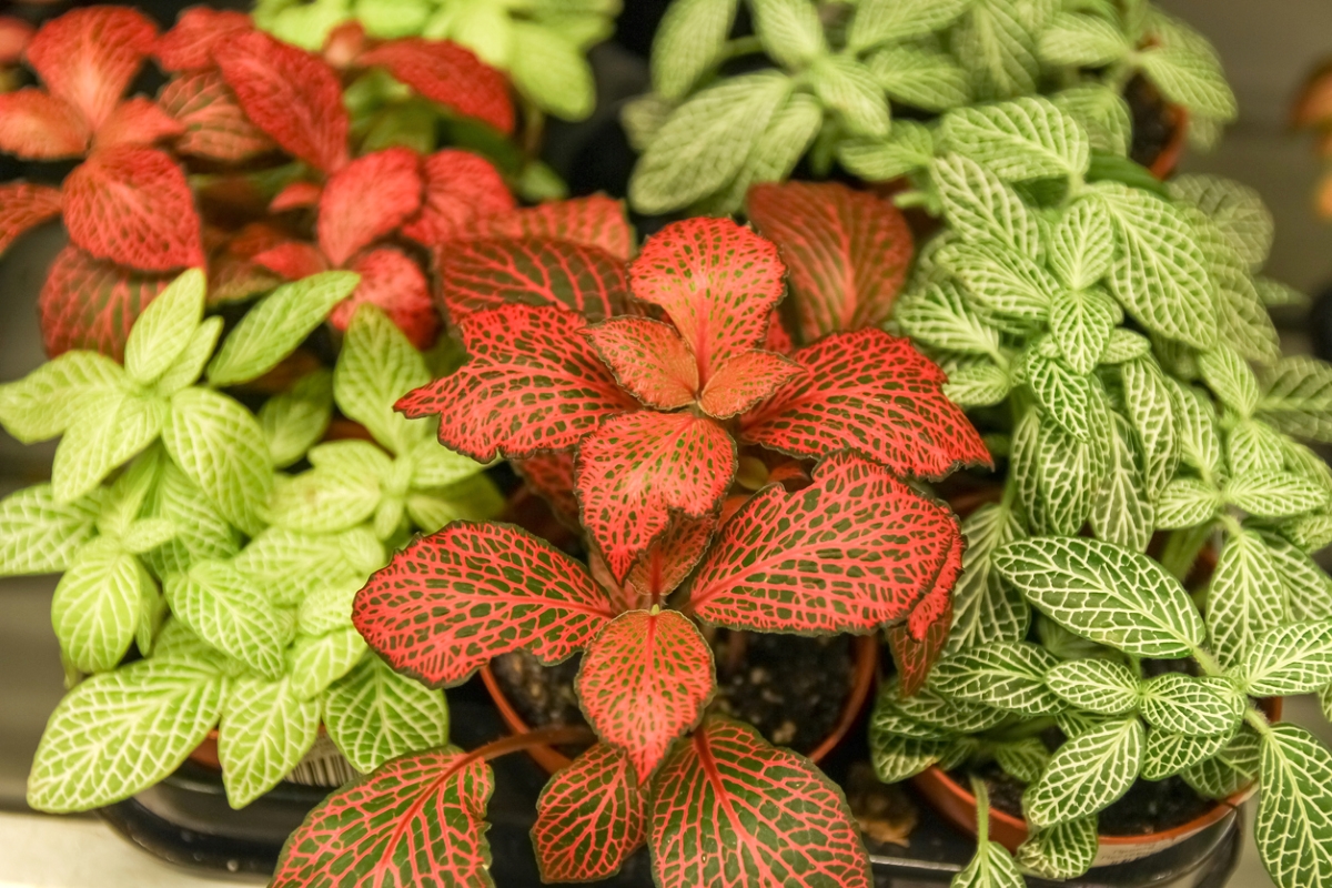 Red and green nerve plants.