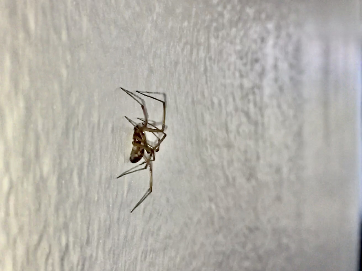 close view of spider on a white textured wall.