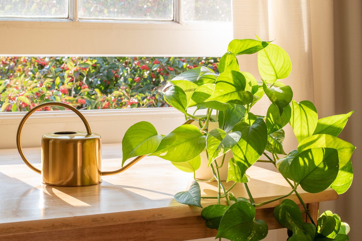 Indoor Golden pothos houseplant next to a watering can in a beautifully designed home interior.