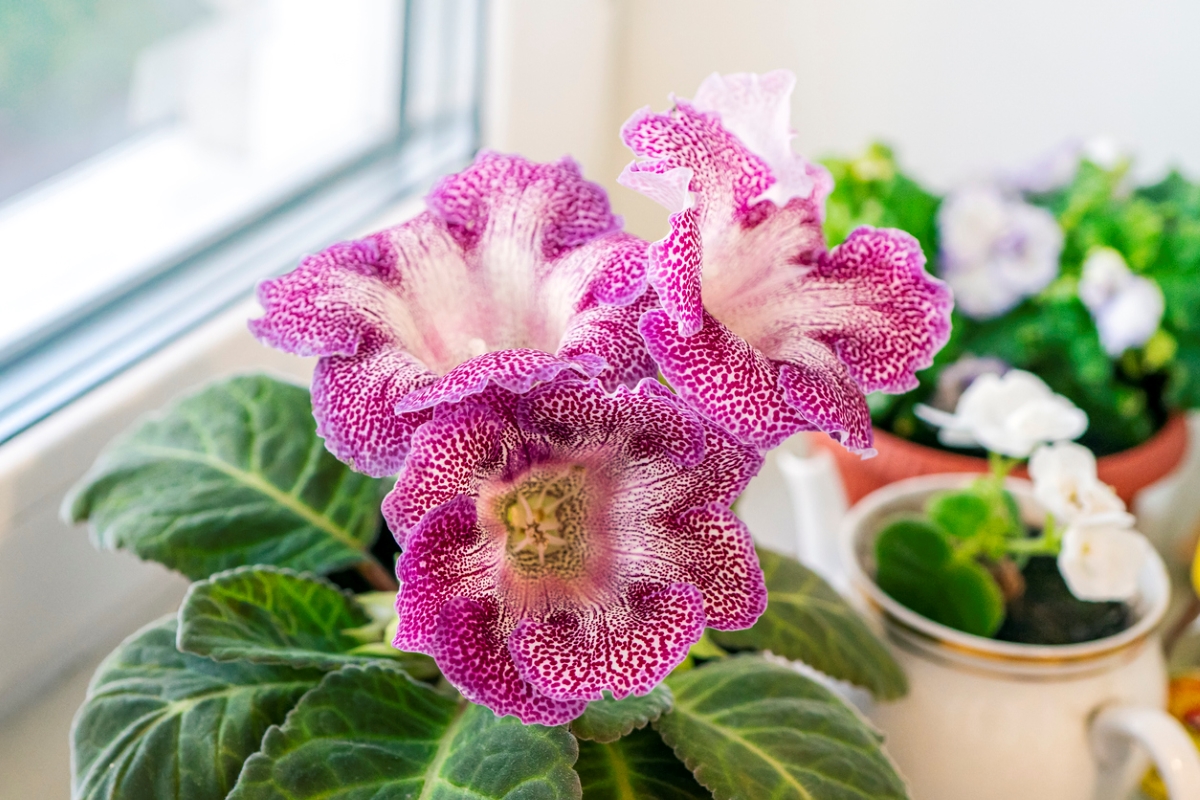 Spotted gloxinia blooms.