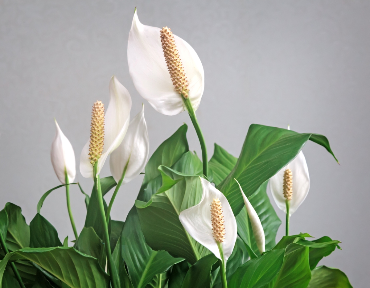 White peace lily flowers.