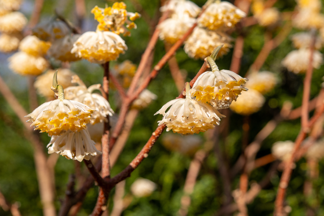 A close view of a group of yellow and white flowers on a blooming paperbush plant.