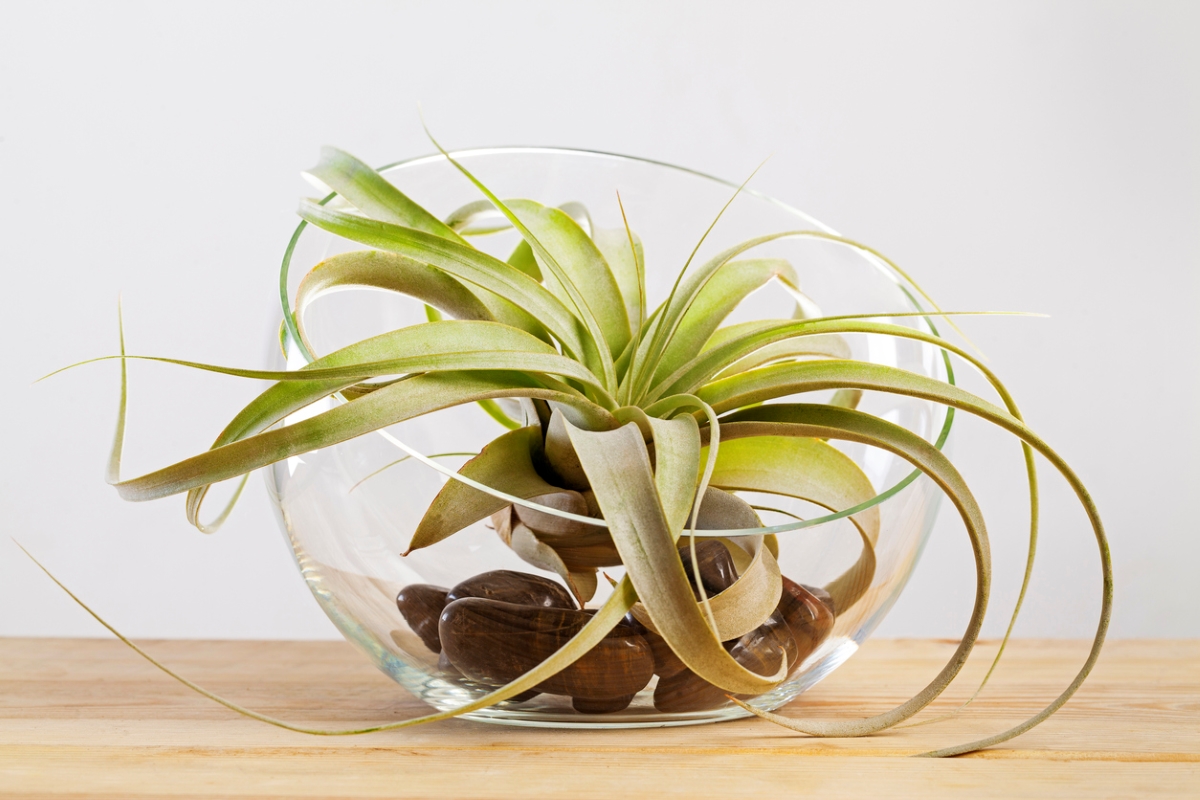Large air plant in glass vase.