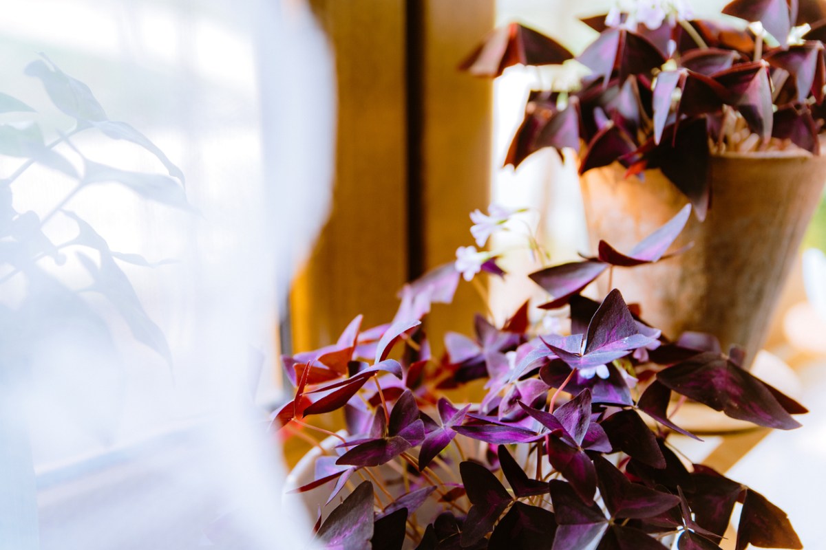 15 Feng Shui Plants to Bring Good Energy Into Your Home - Bob Vila