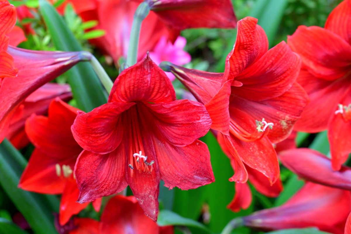 Red amaryllis flowers.
