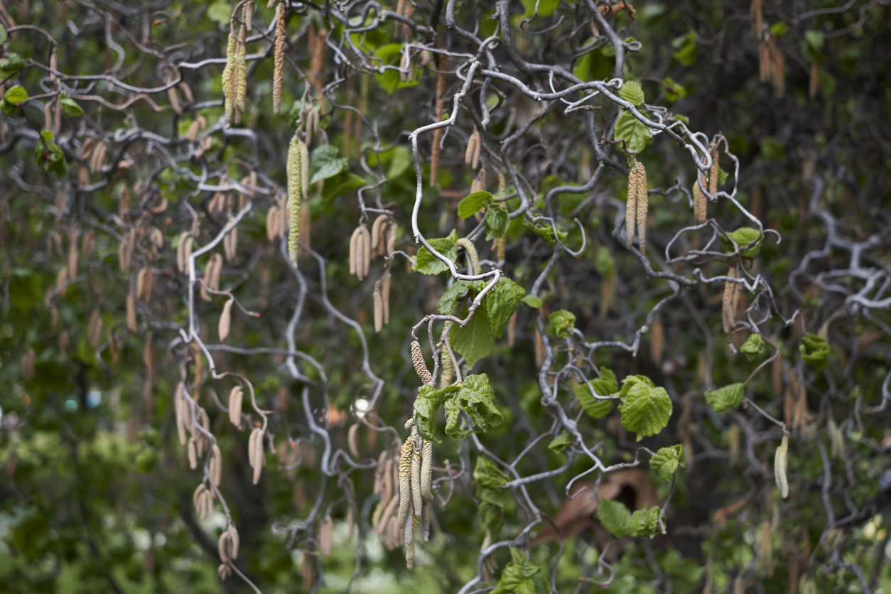 The curling branches of the Harry Lauder's Walking Stick plant with long yellow blossoms.