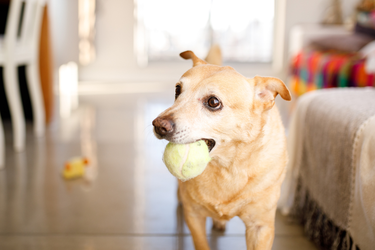 A dog in the house holding a tennis ball in his mouth.