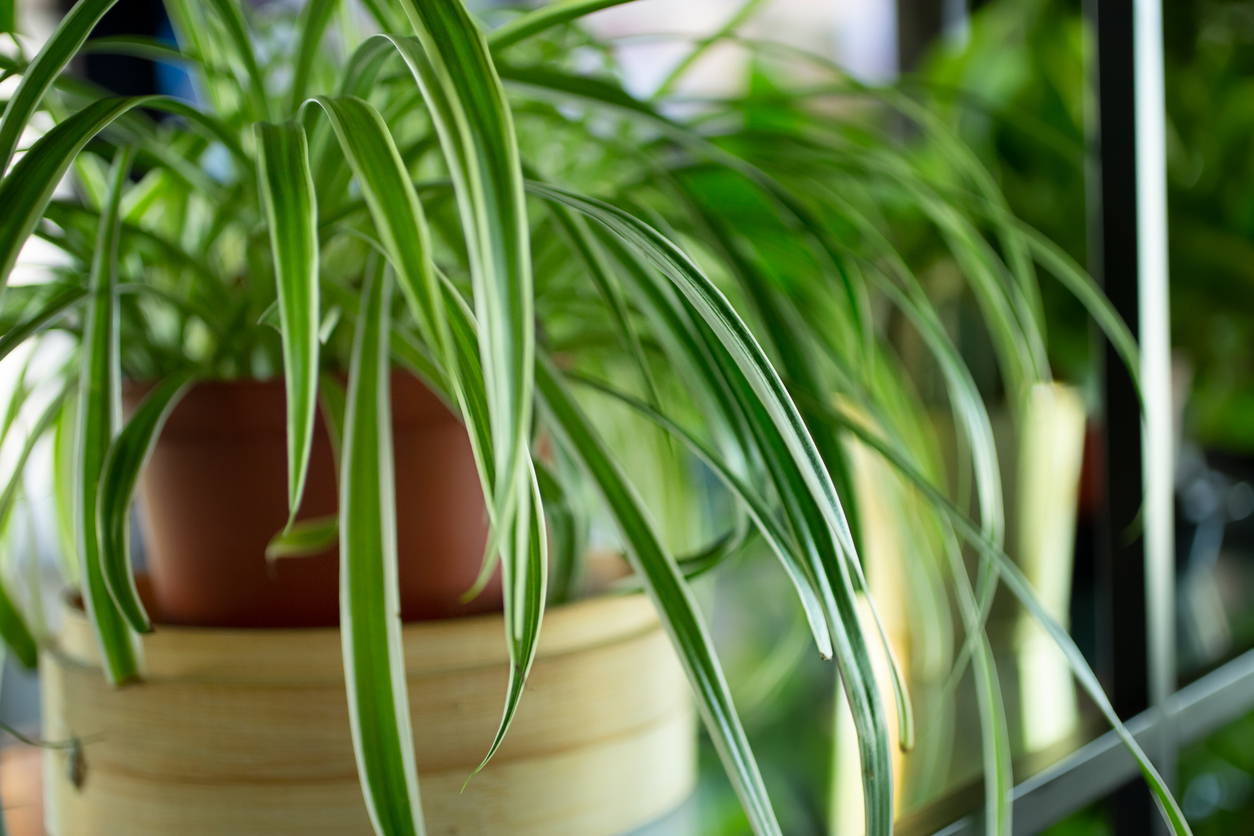 A view of a spider plant as interior design decor, as a background.