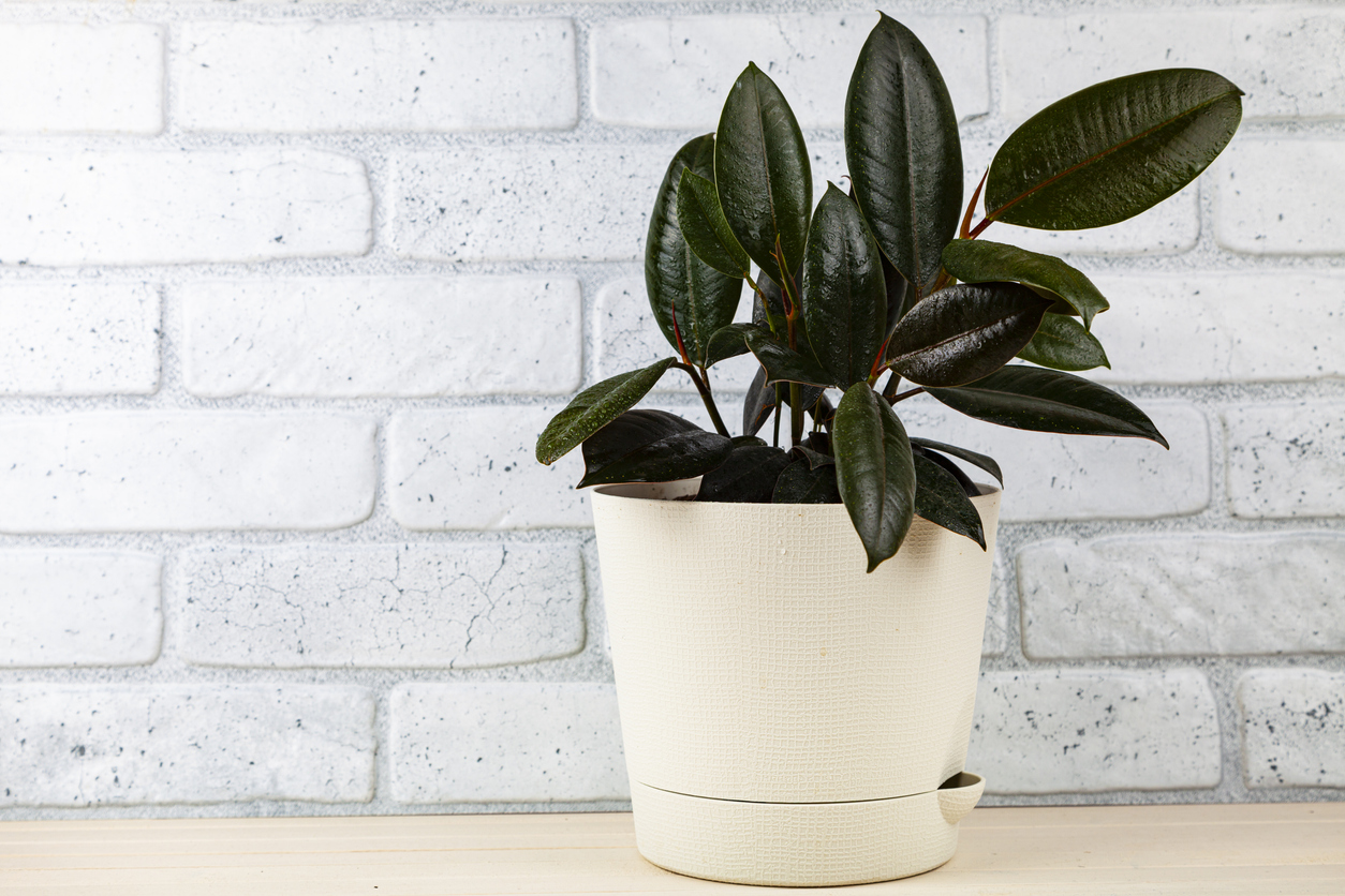 Indoor plant in a pot on a brick wall background. Ficus elastica.
