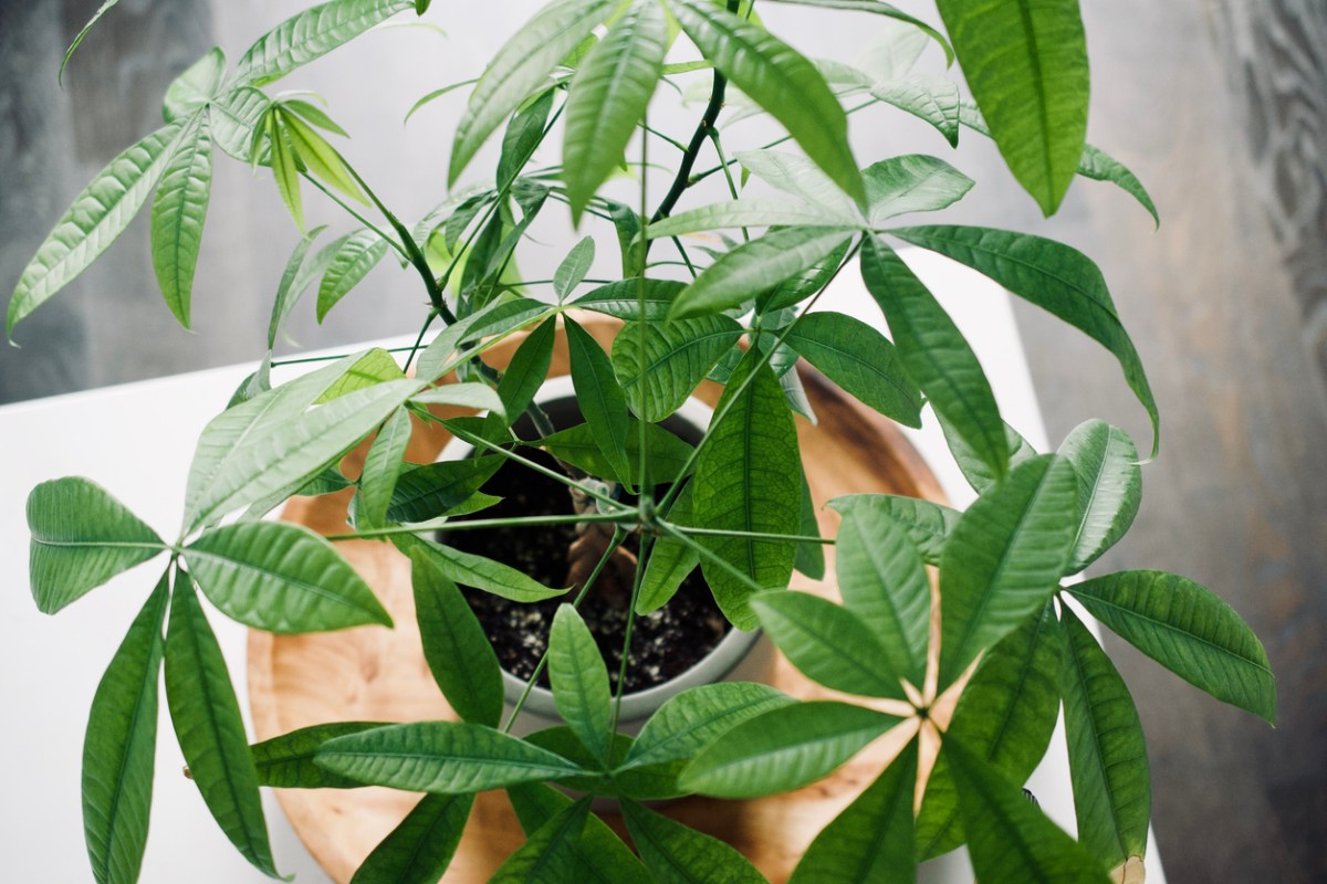 15 Feng Shui Plants to Bring Good Energy Into Your Home - Bob Vila