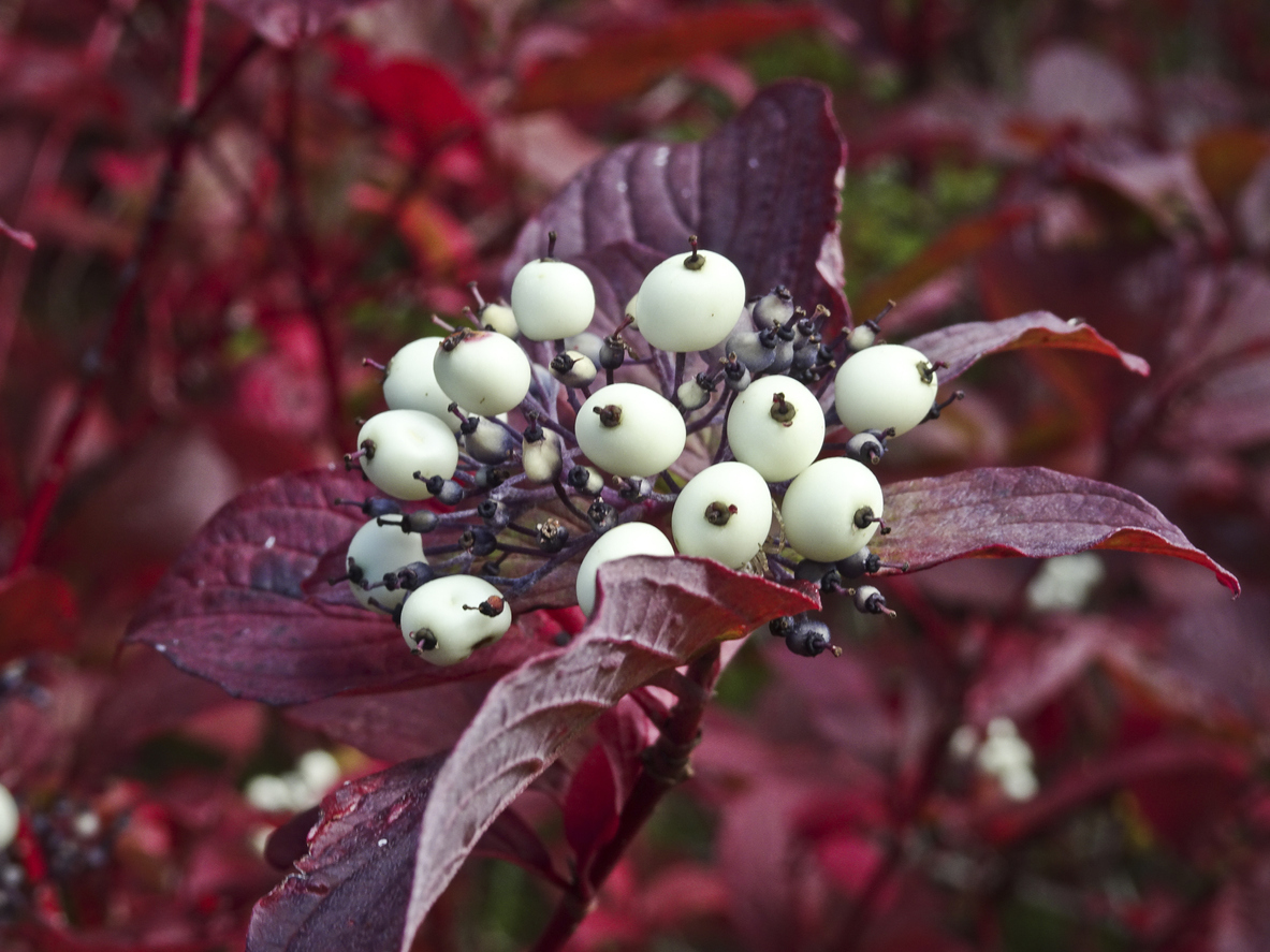 White berries of redtwig dogwood on a branch with red leaves.