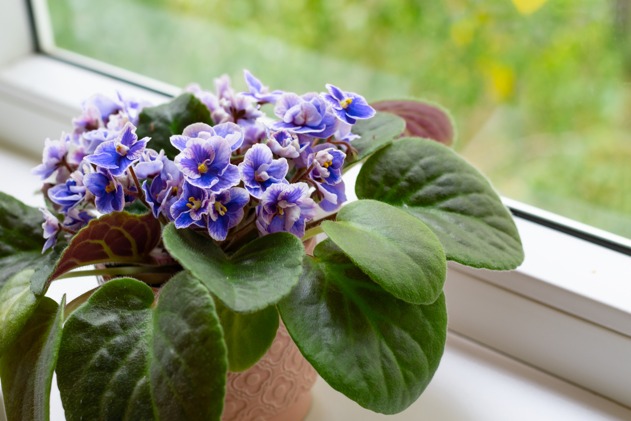 African violet flower saintpaulia in bloom as decoration for windowsill and home.Close up, summertime