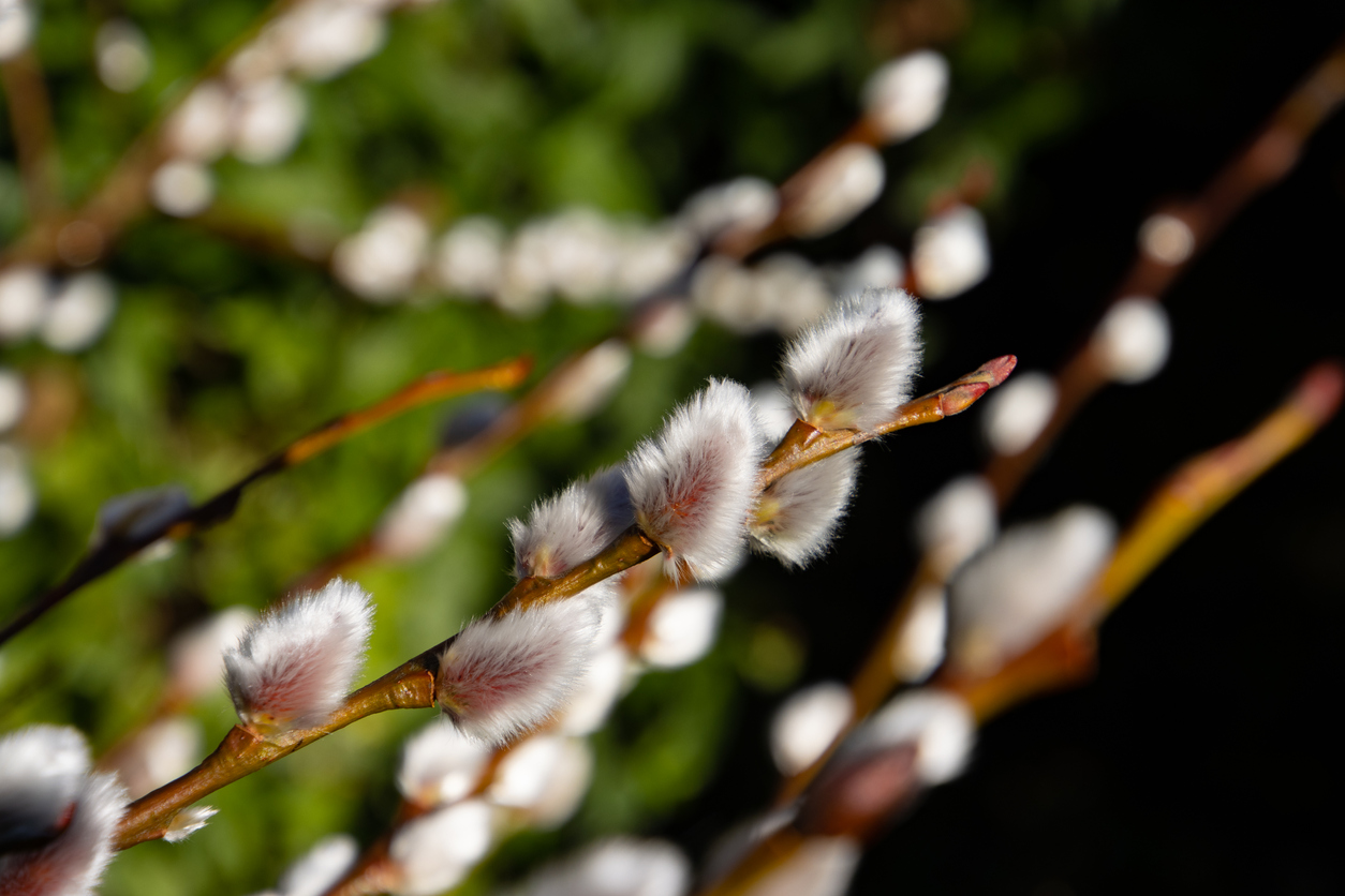 Close up of a branch of a pussy willow with tiny white fluffy blossoms.