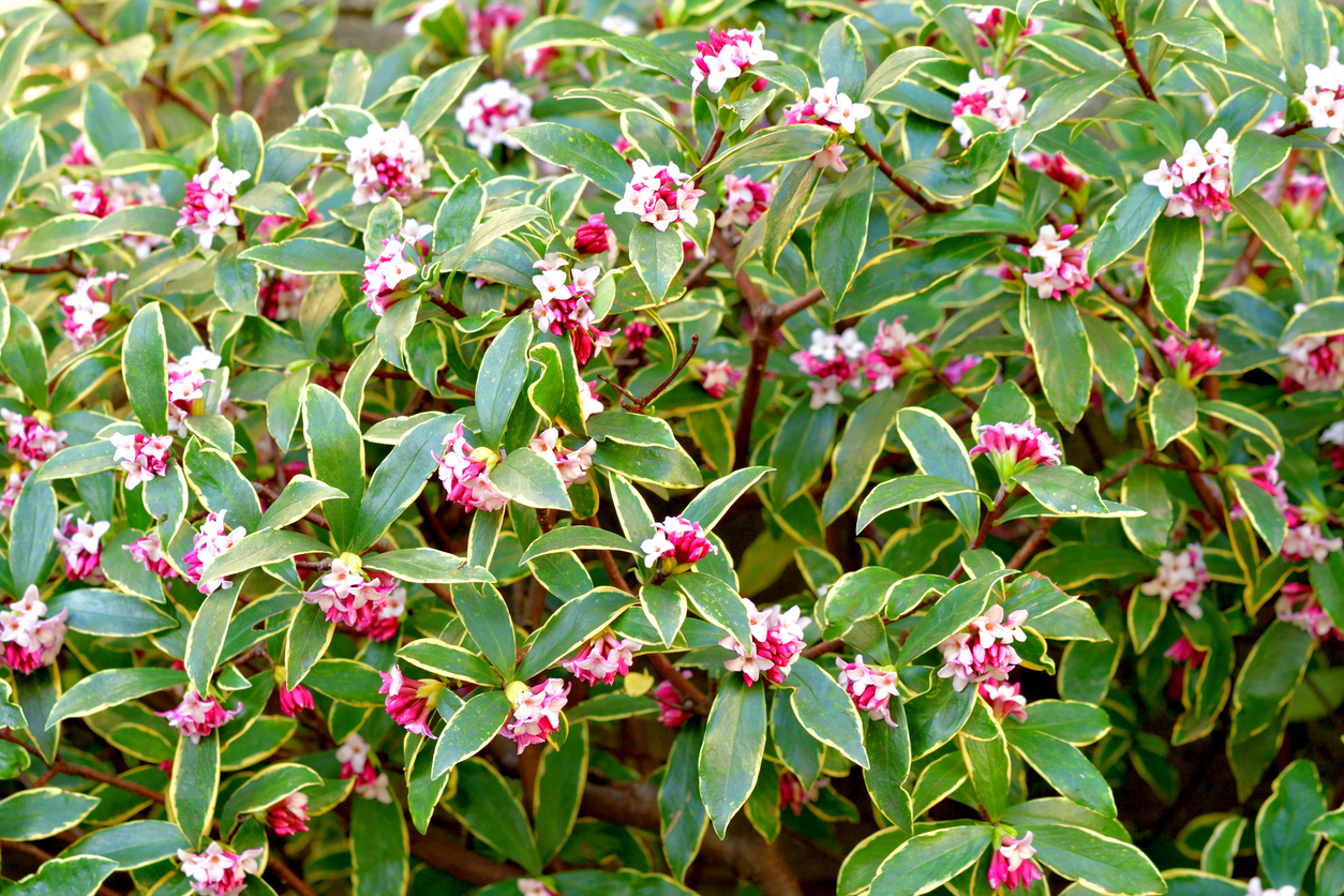 A large Winter Daphne bush with green and yellow leaves and pink and white flowers.