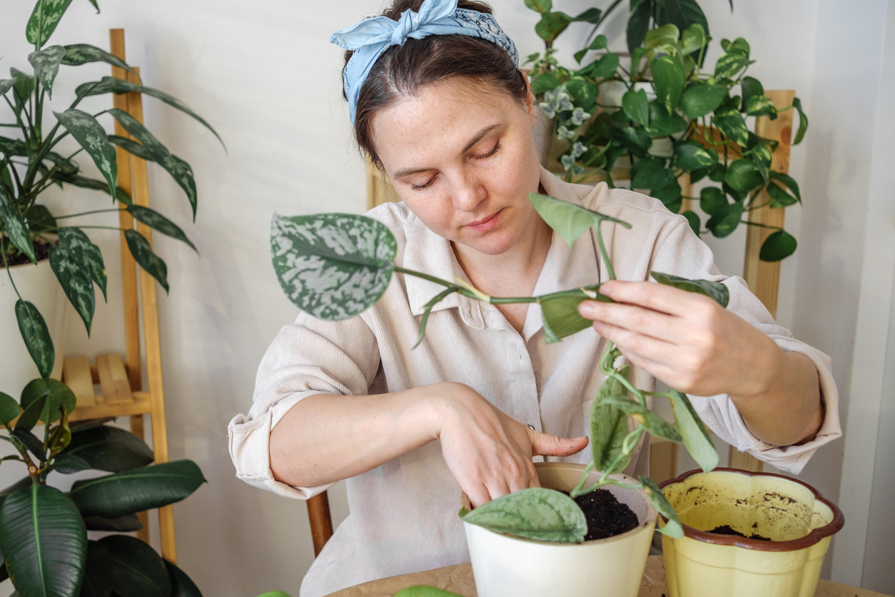 A young woman preparing to propagate a pothos plant with one potted and another pot of soil next to it.