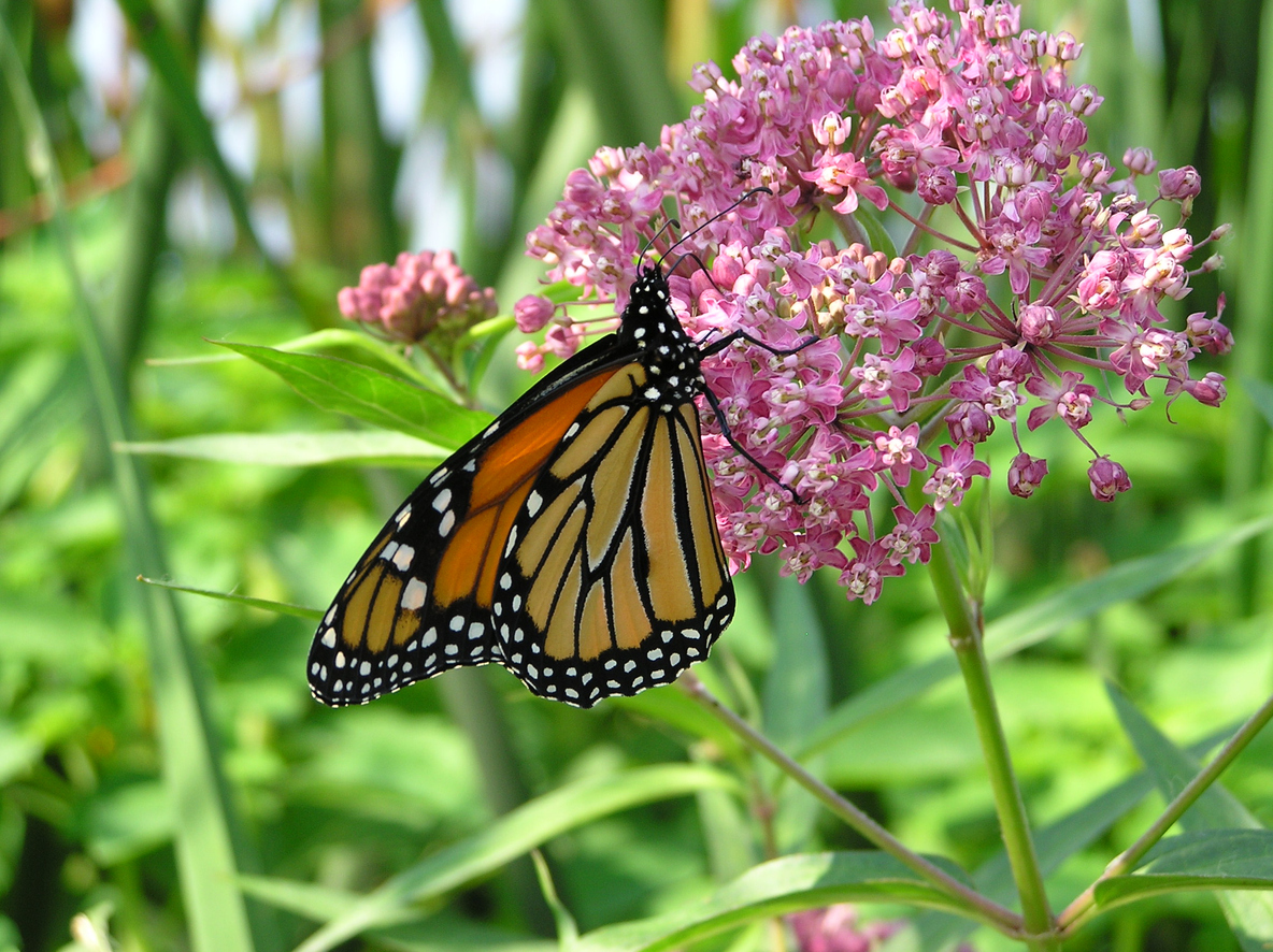 A monarch butterfly sipping nectar from a swamp milkweed flower.